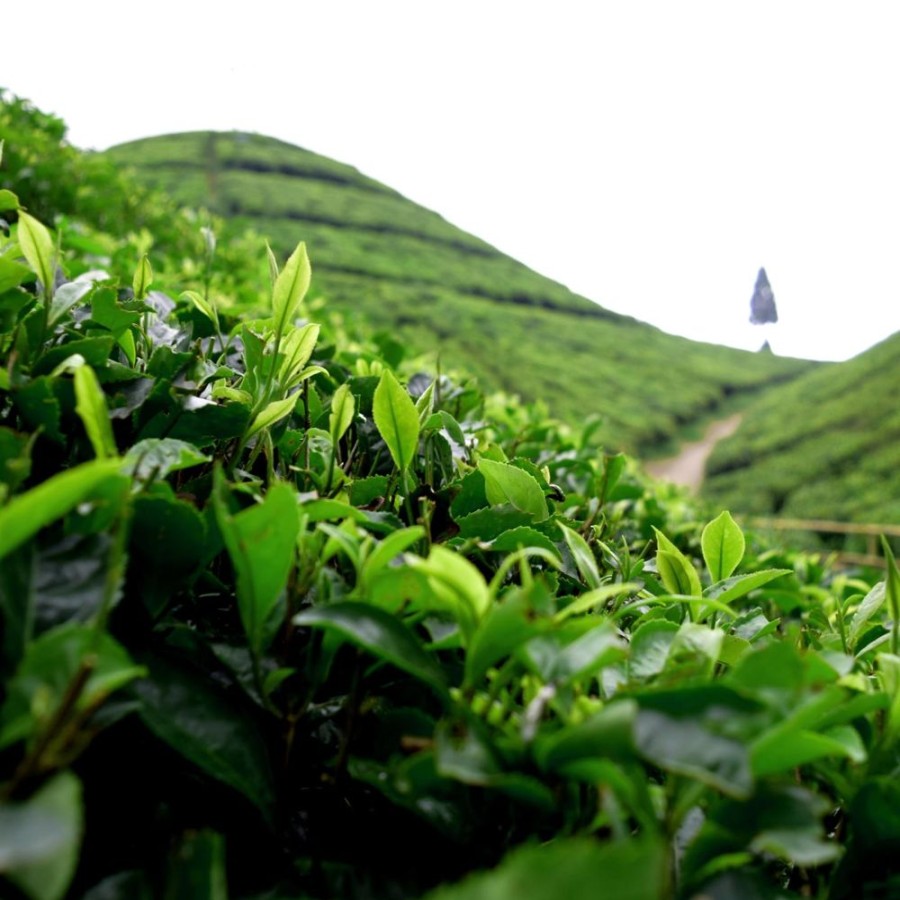 The Verileaf/Eastrise Teas Noir | Darjeeling Castleton