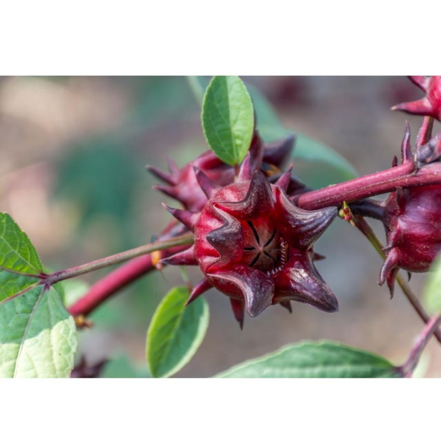 The Davidsons Organics Tisane | Hibiscus Rouge Rubis