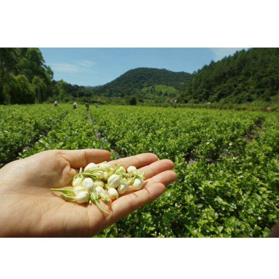 The Verileaf/Eastrise Teas Vert | Conseils D'Argent Au Jasmin